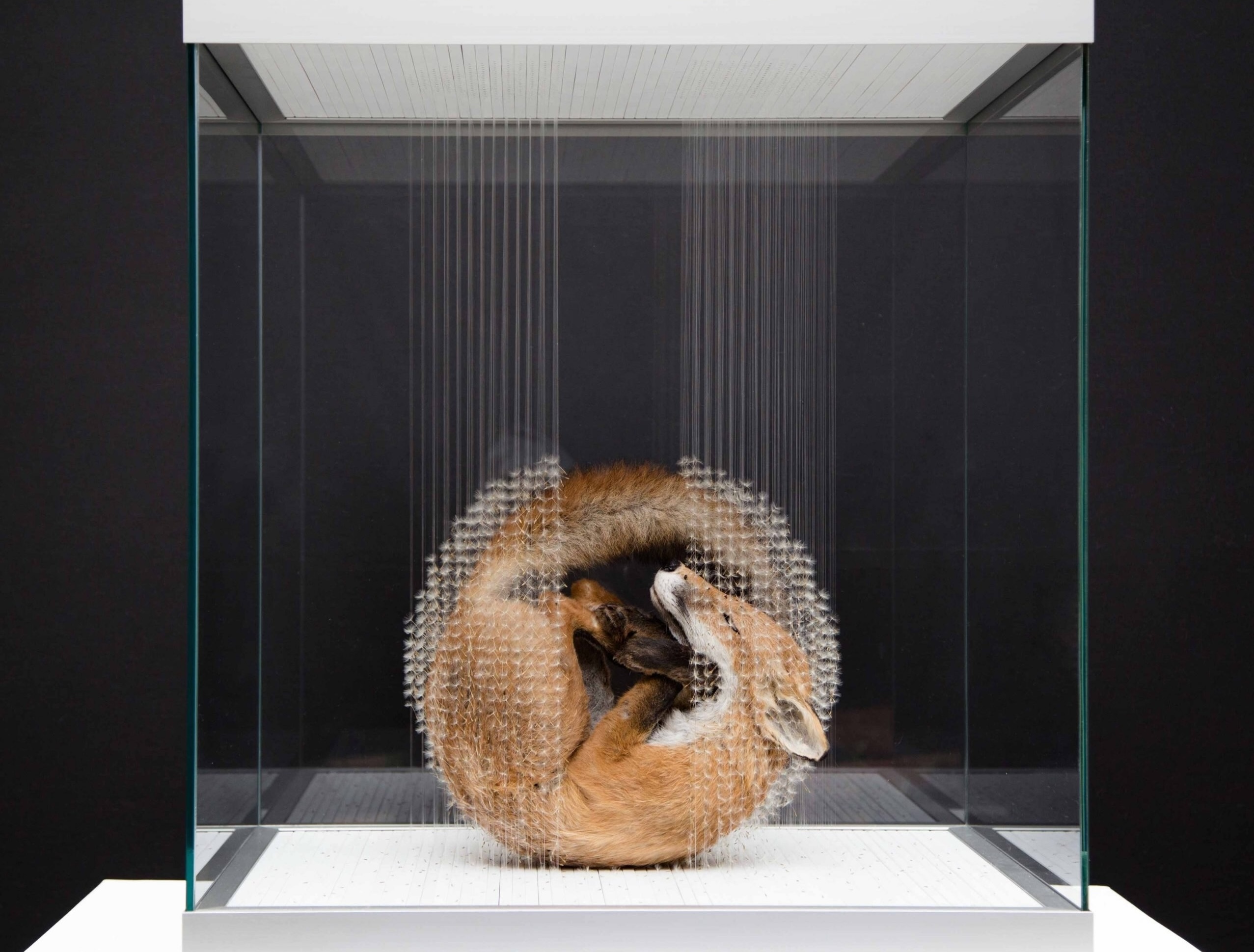 物理與幻覺的凝結之處：Claire Morgan